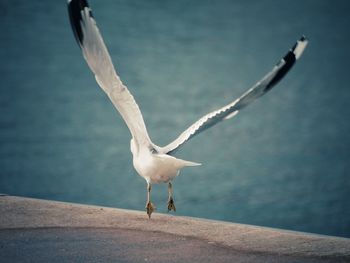 Close-up of seagull flying over sea