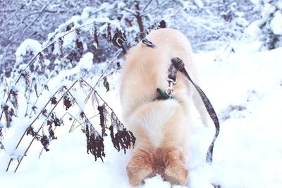Low angle view of animal on snow