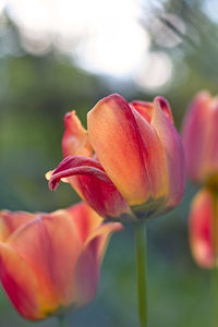 Close-up of pink tulip