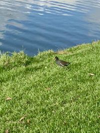 High angle view of bird on lake