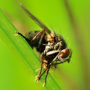 Close-up of fly on leaf