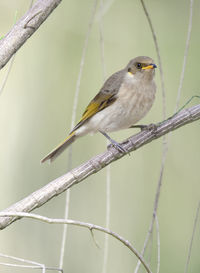 Close-up of bird perching on dry plant