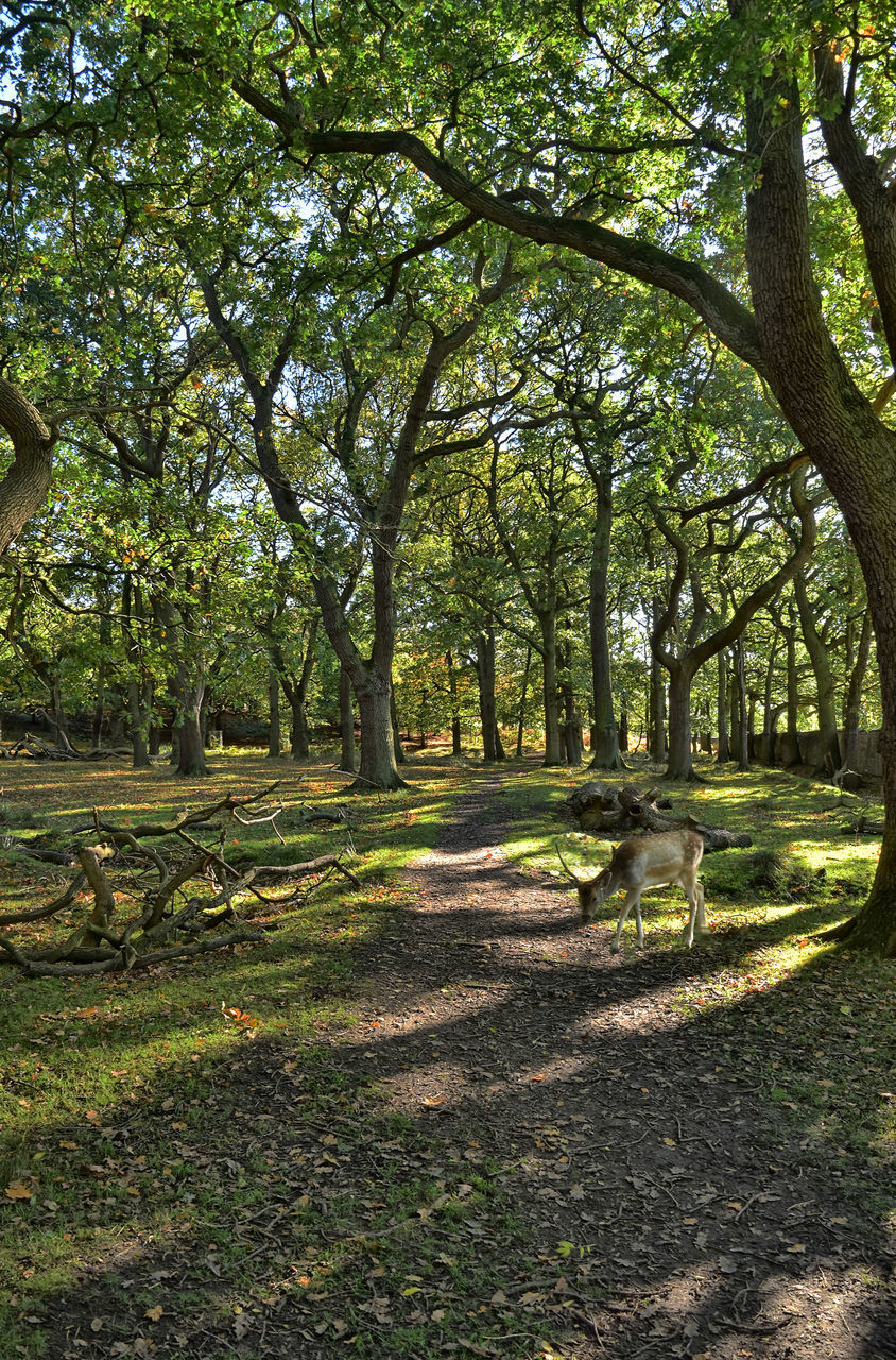 VIEW OF TREES IN SUNLIGHT