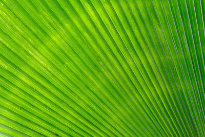 Full frame shot of palm tree leaves