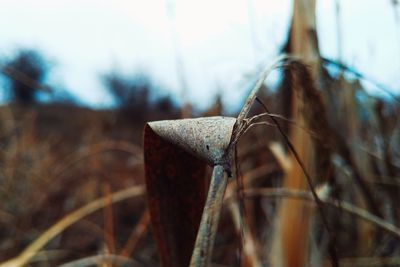 Close-up of dry plant on field during winter