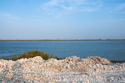 Oyster shells on the beach against sky.