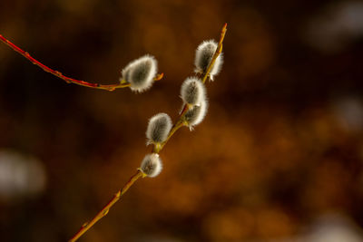 Sign of spring, catkins