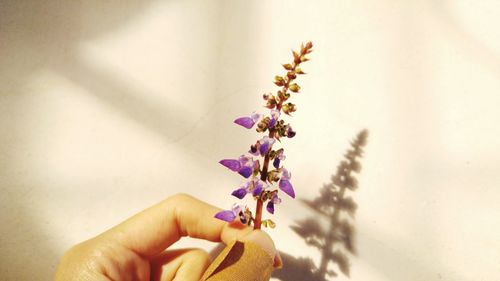 Close-up of hand holding flower against blurred background