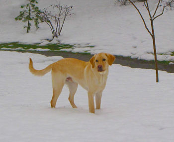 Portrait of dog on snow