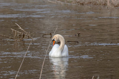 Swan swimming in lake