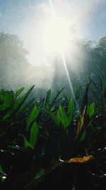 Close-up of wet plants on sunny day