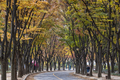 Trees in park during autumn