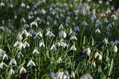 Close-up of white flowering plants on field