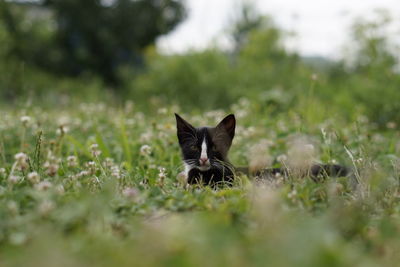 Portrait of a cat on field