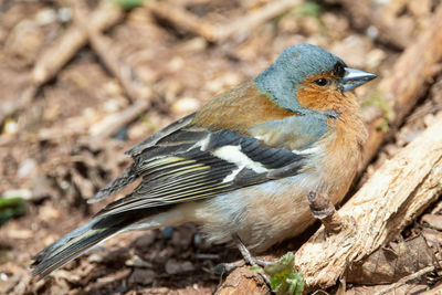 Close-up of bird perching on a land