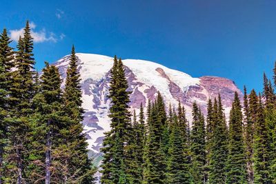 Pine trees in forest against clear blue sky