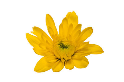 Close-up of yellow flower against white background