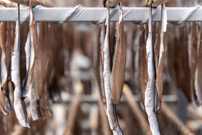 Close-up of drying fishes which are herrings and saury