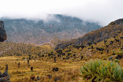 The volcanic craters at mount kenya, mount kenya national park, kenya