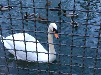 Swan swimming in lake