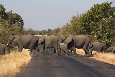 Elephants walking on road