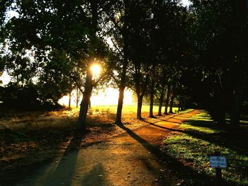 Sun shining through trees