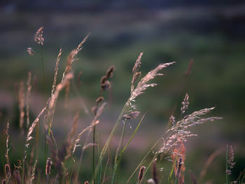 Close-up of fresh grass