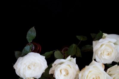 Close-up of flowers over black background