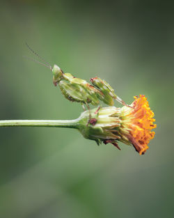 Close-up of insect on flower