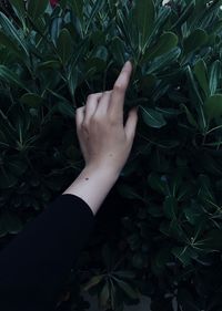 Cropped hand touching plants