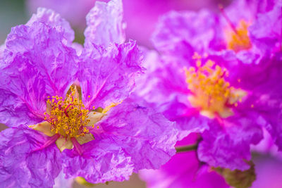 Close-up of pink flowering plant