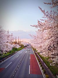 Road passing through trees