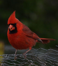 Close-up of a bird