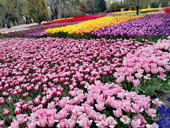 Pink flowers in field