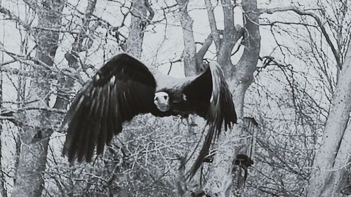 Close-up of young birds on bare tree in winter
