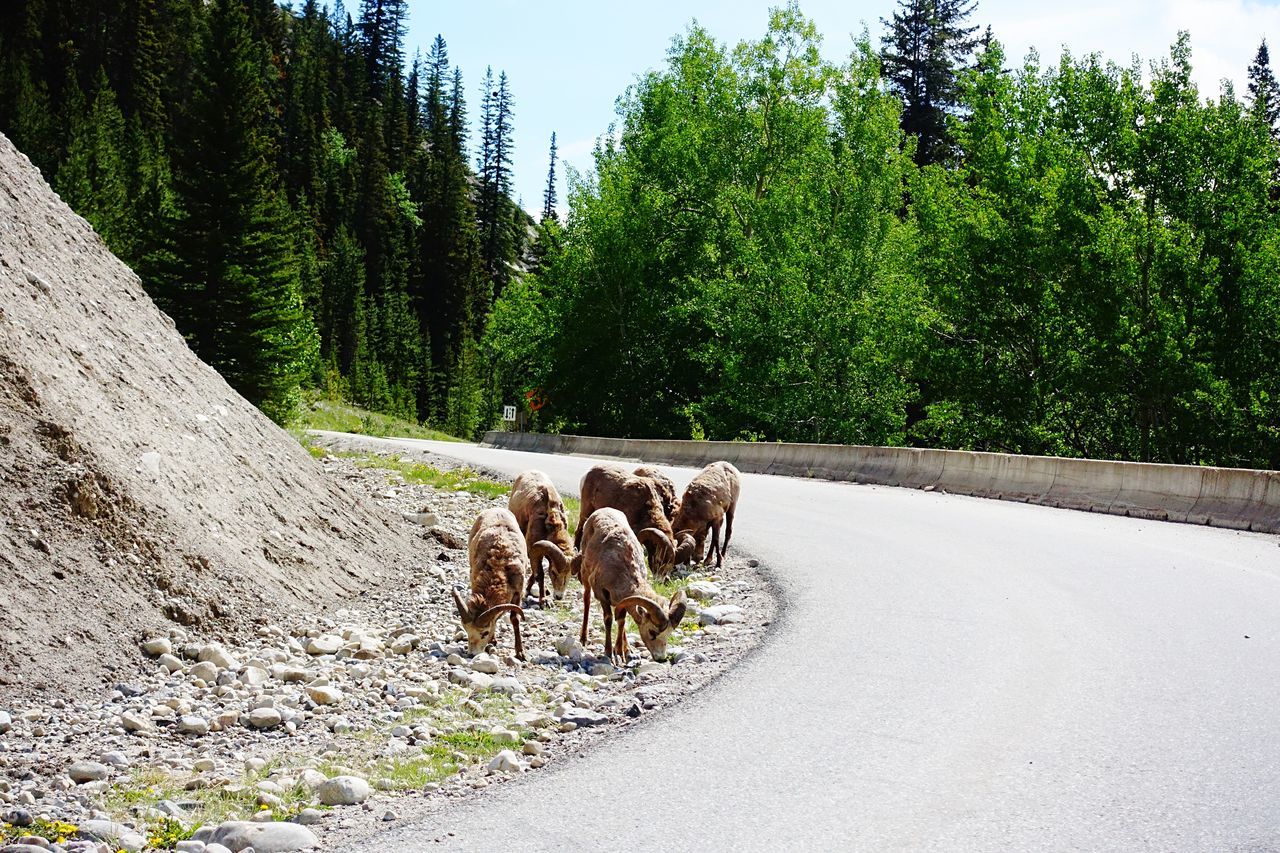 tree, plant, road, transportation, mammal, animal, animal themes, group of animals, vertebrate, domestic animals, nature, walking, day, green color, domestic, growth, pets, no people, beauty in nature, the way forward, herbivorous