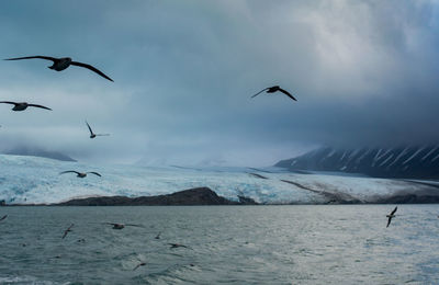 Seagulls flying over sea against sky