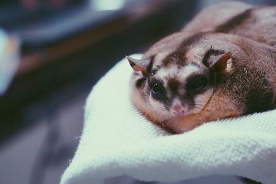 Close-up of hand holding sugar glider