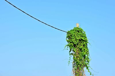 Low angle view of tree against clear blue sky