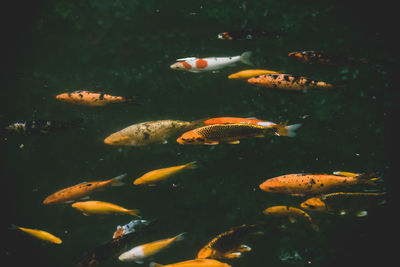 Close up of koi carps fish swimming in the pond.