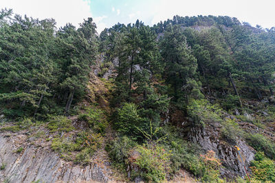 Trees growing in forest against sky