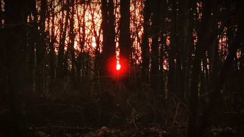 Trees in forest at night