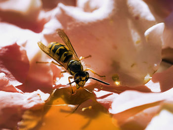 Close-up of bee pollinating flower