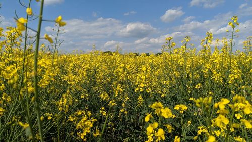 Scenic view of oilseed rape field against sky