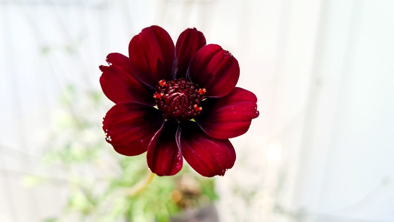 CLOSE-UP OF RED FLOWER AGAINST WHITE WALL