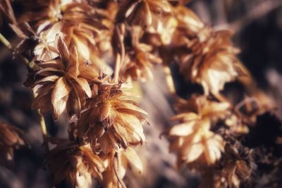 Close-up of dried plant