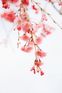 Pink flowers blooming on tree