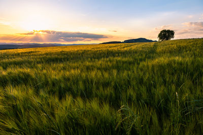 Scenic view of field against sky during sunset