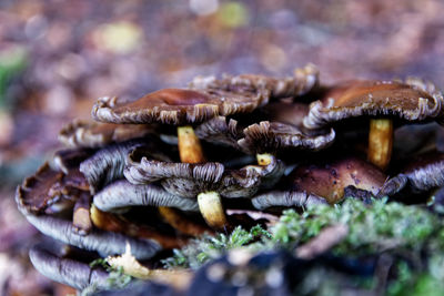 Close-up of pine cone on land