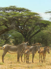 Zebras on tree